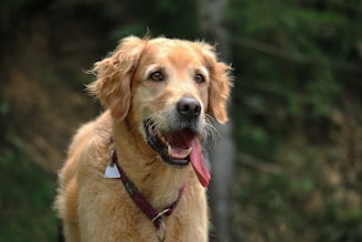 closeup photo of short-coated tan dog