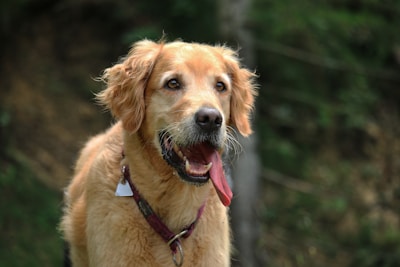 closeup photo of short-coated tan dog