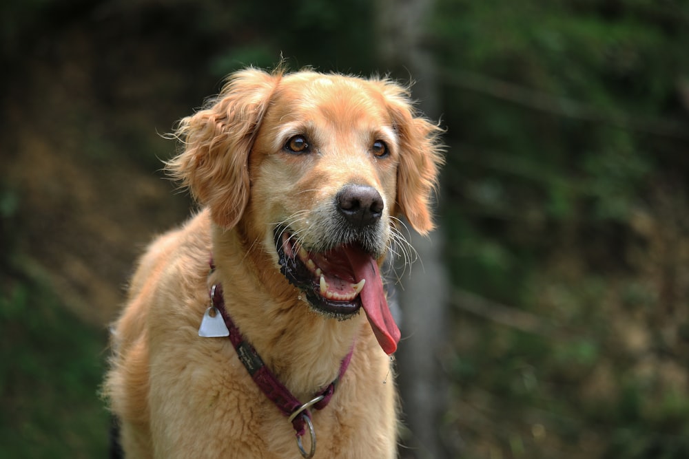 closeup photo of short-coated tan dog