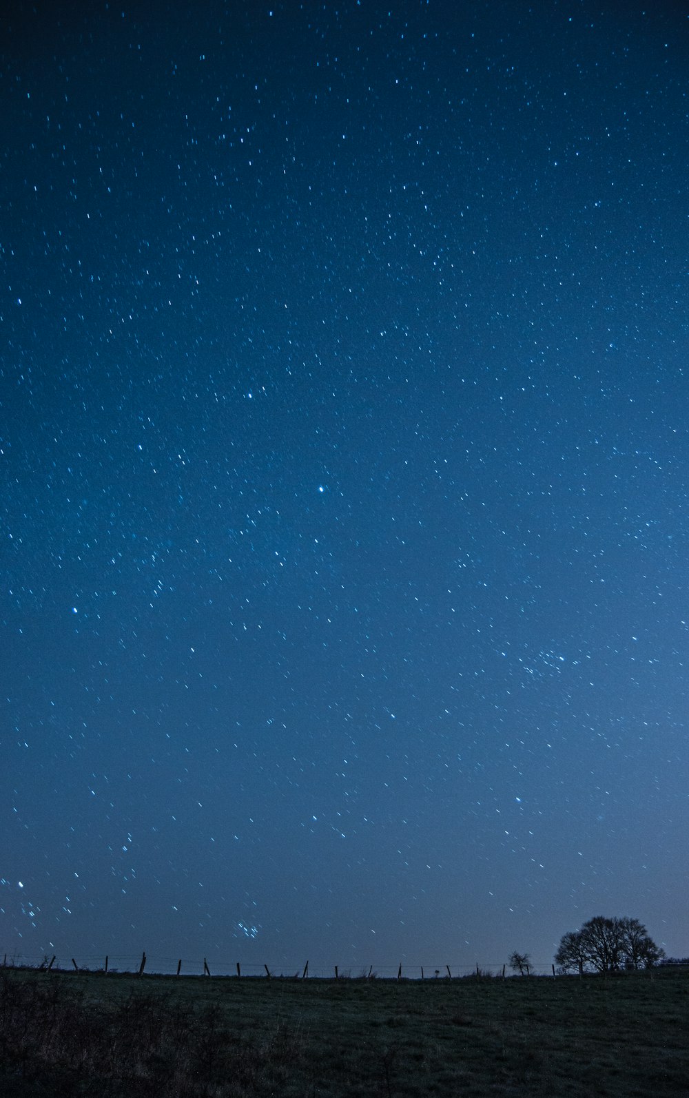 albero sotto il cielo blu