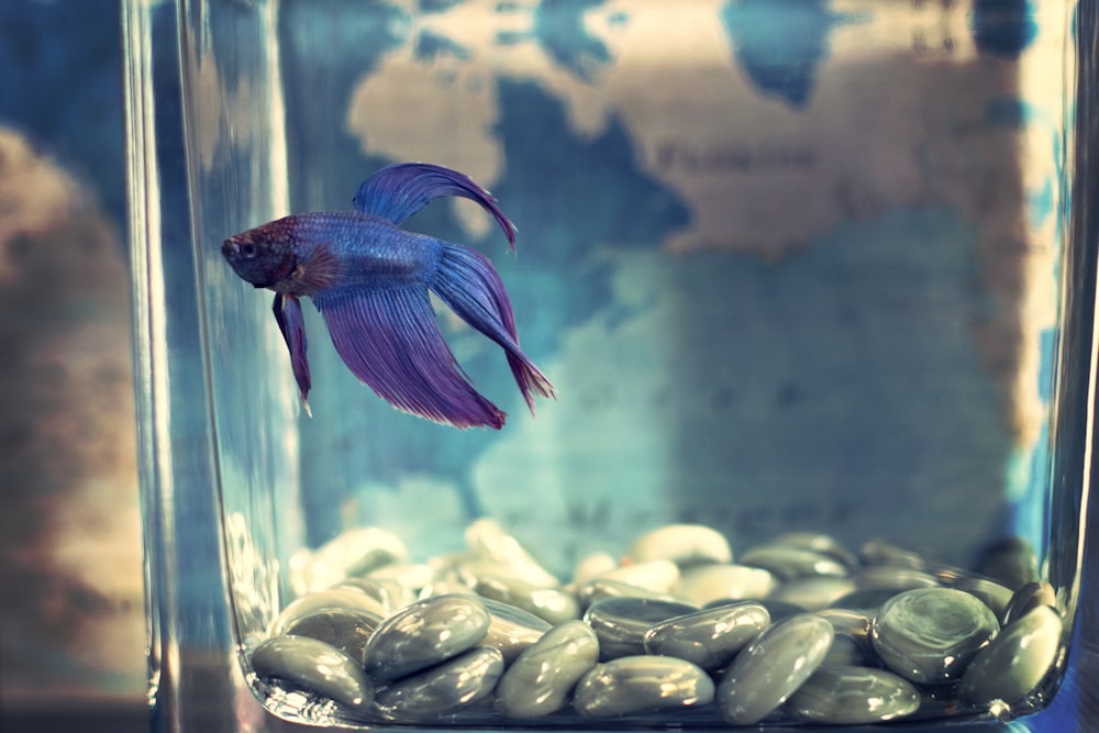 파란색과 보라색 구피 물고기가 수족관에서 수영