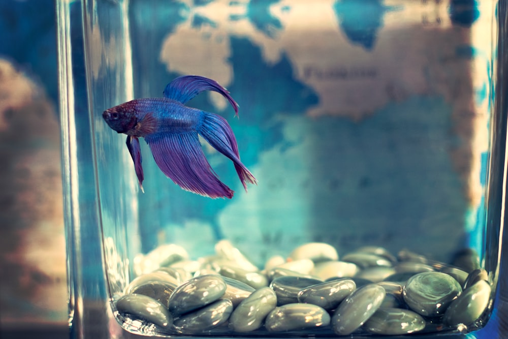 blue and purple guppy fish swimming on aquarium