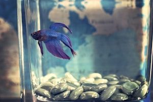 Ikan Cupang Warna Menawan