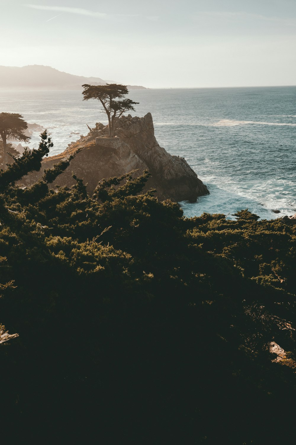 arbre sur la falaise au bord de la mer