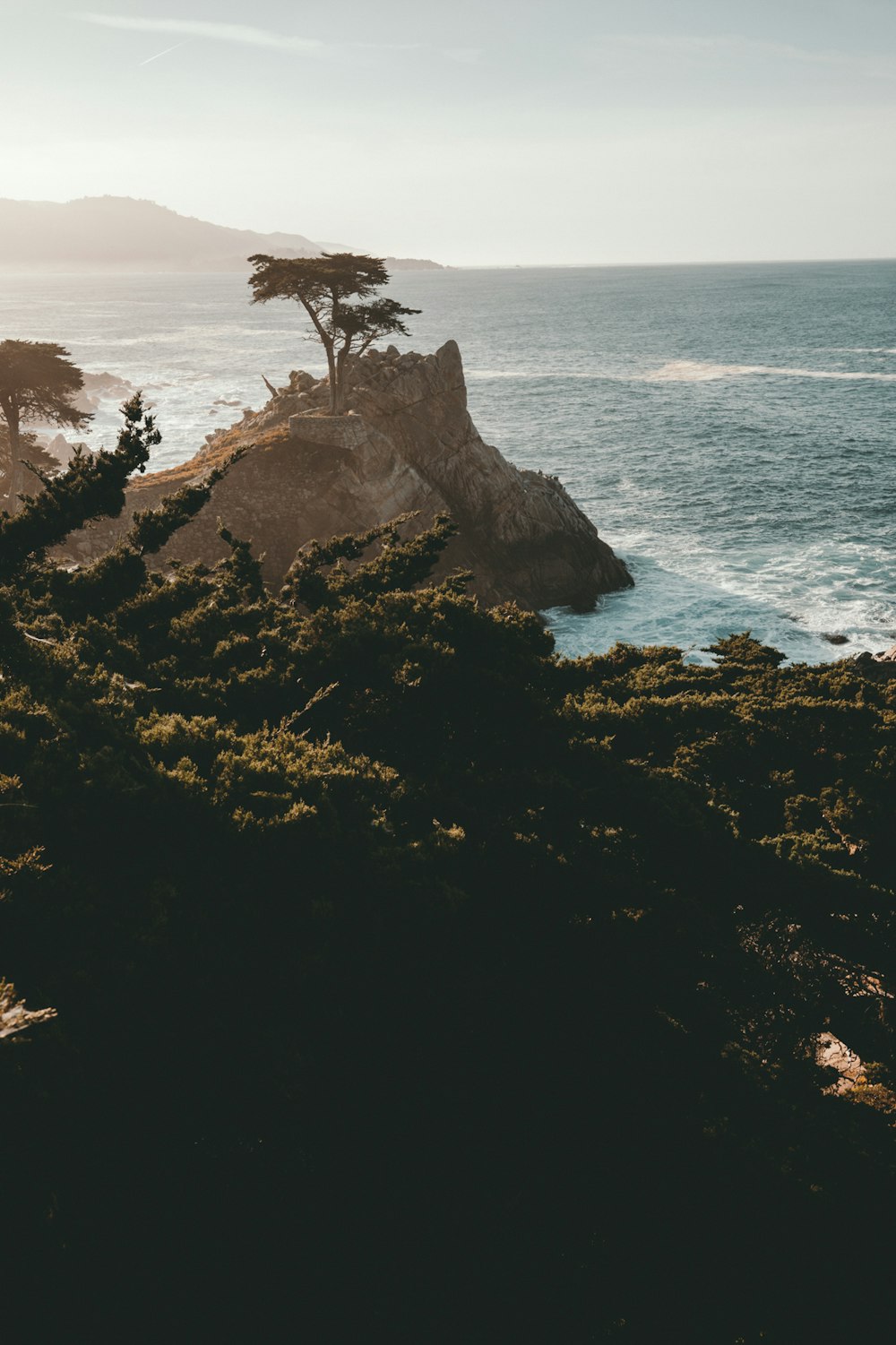 tree on cliff beside sea