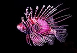 pink tiger fish