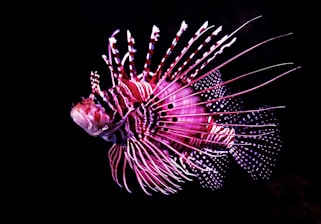 pink tiger fish