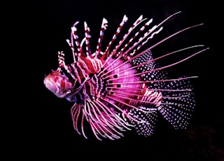 pink tiger fish