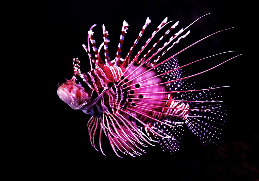peixe tigre cor-de-rosa