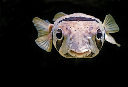 Close-up of a vibrant pufferfish navigating a 3D-printed Star Wars battle wreckage aquarium.
