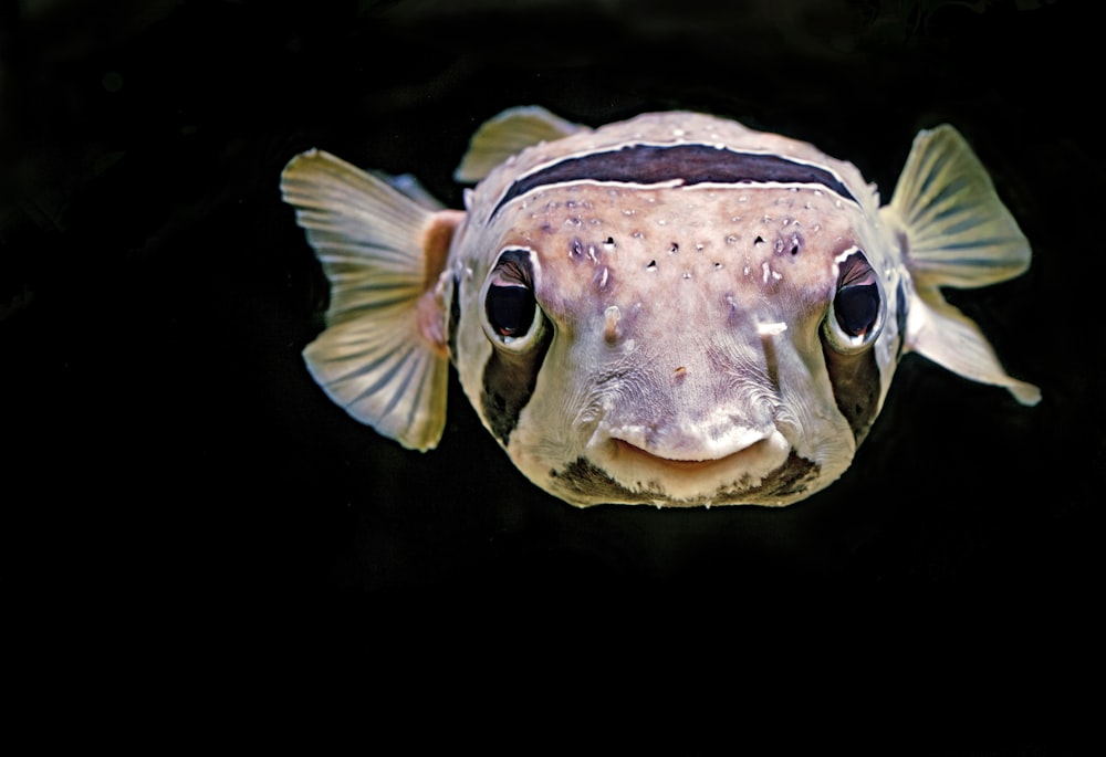 close up foto de peixe puffin marrom