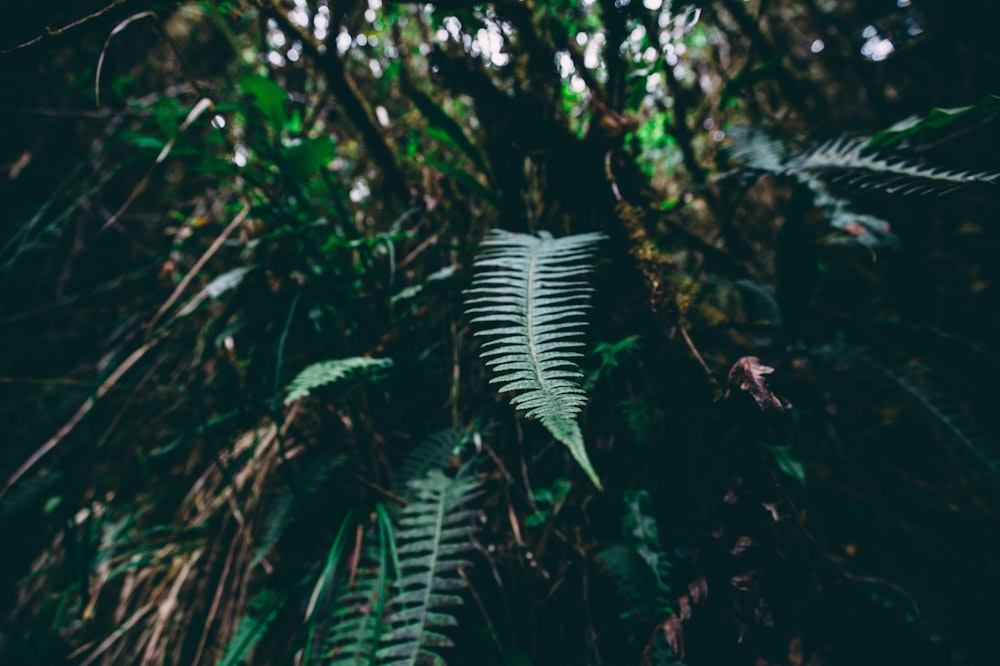 green leaves