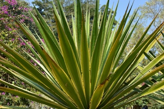 Close-up of vibrant agave and yucca plants bathed in warm natural sunlight.