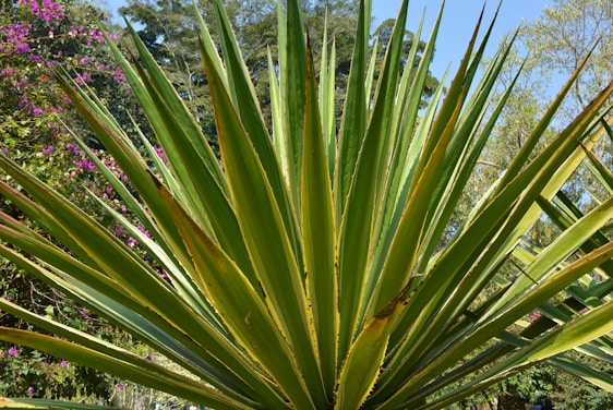 Close-up of vibrant agave and yucca plants bathed in warm natural sunlight.
