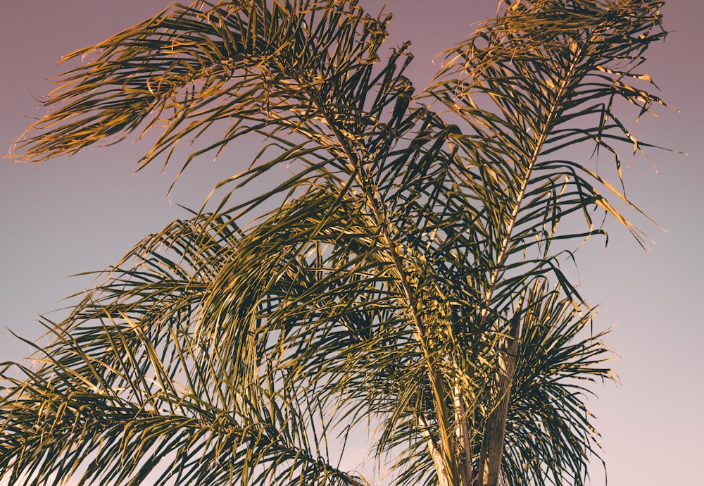 green palm tree at daytime