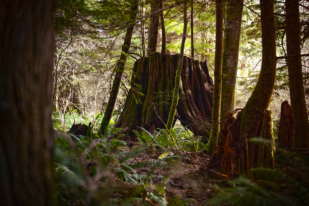 Удивление в лесу. Forestry USA.