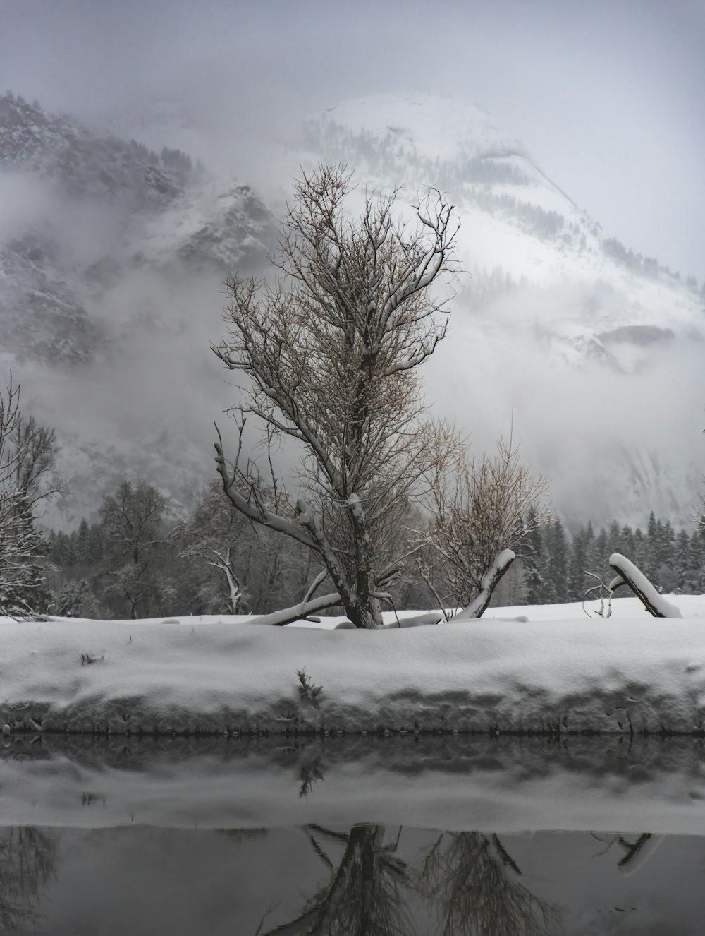 leafless tree in shore of lake covered with snow