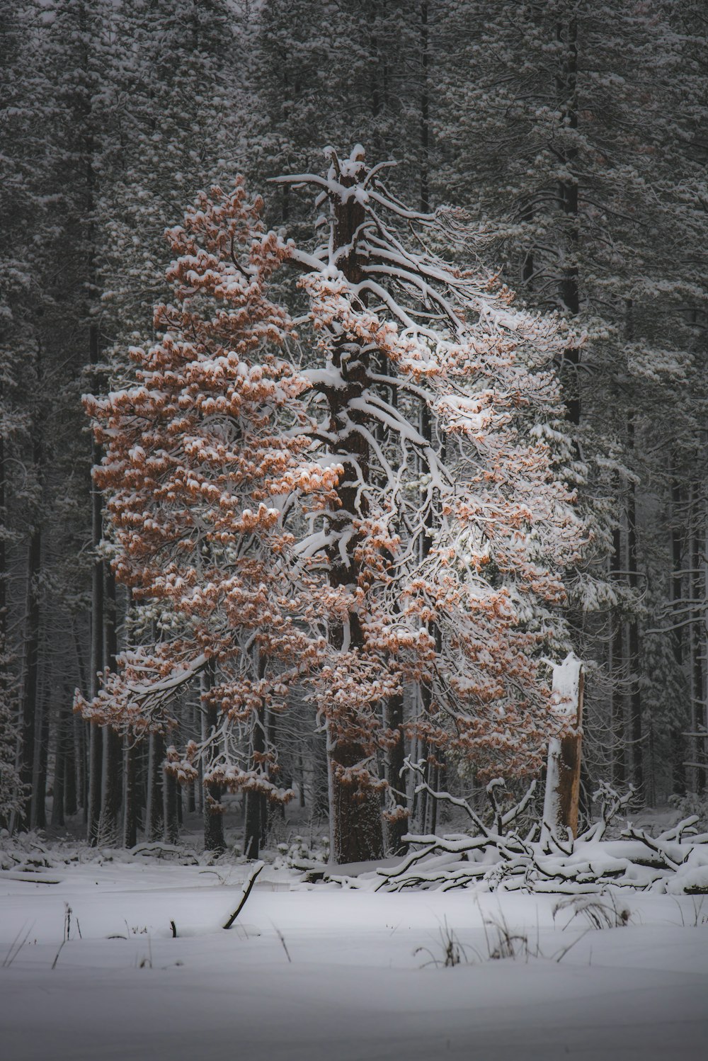 Baum tagsüber mit Schnee bedeckt