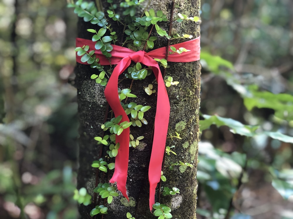 ruban rouge noué sur le tronc d’arbre