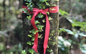 red ribbon tied on tree trunk