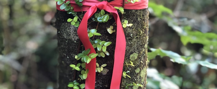 red ribbon tied on tree trunk