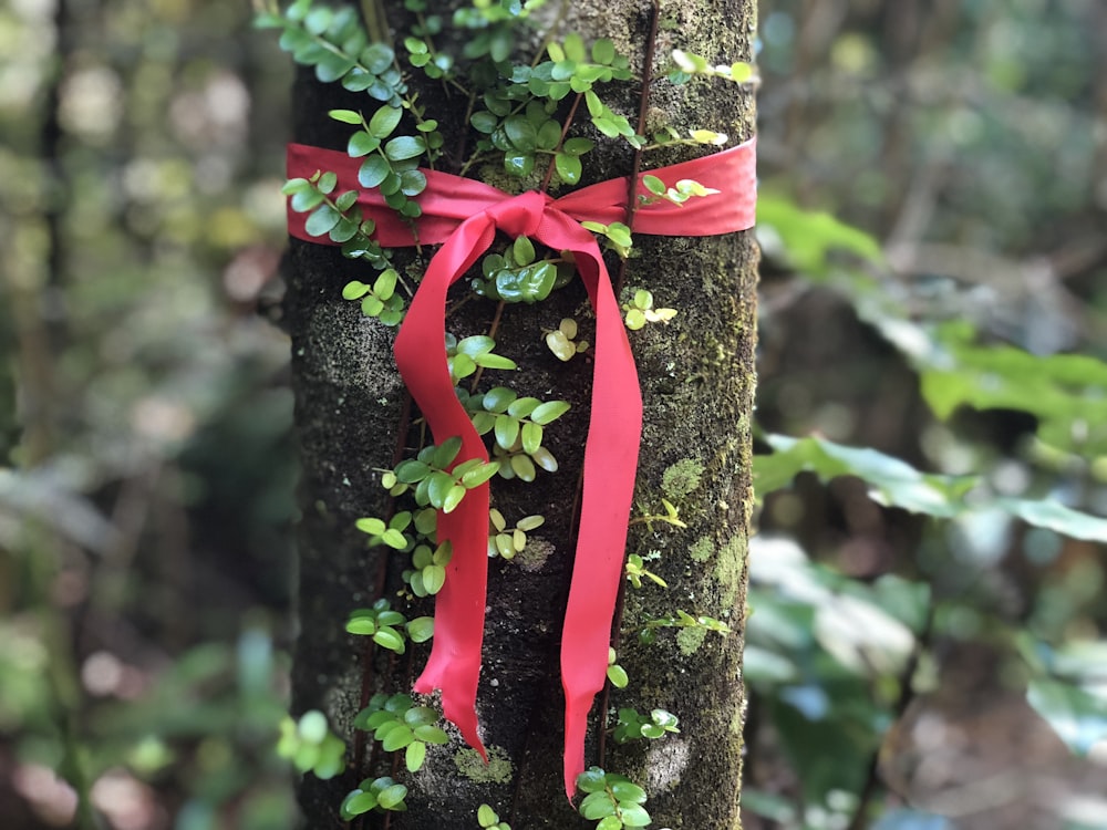 red ribbon tied on tree trunk