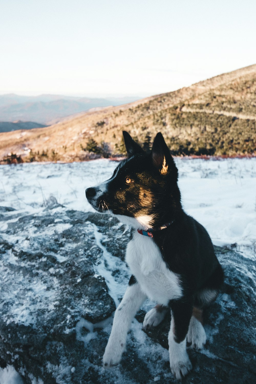 Cão sentado na rocha perto da montanha