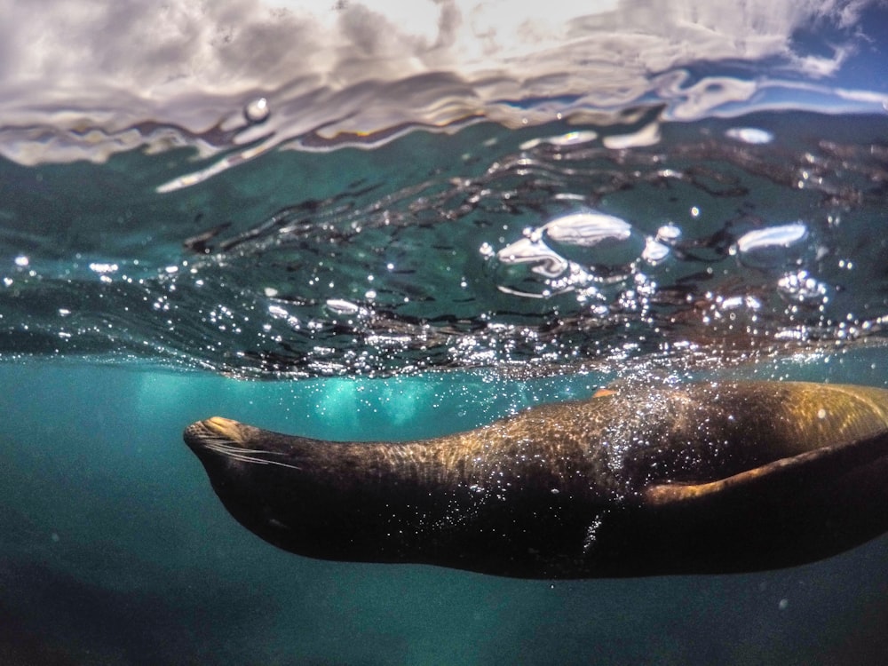 sea lion underwater