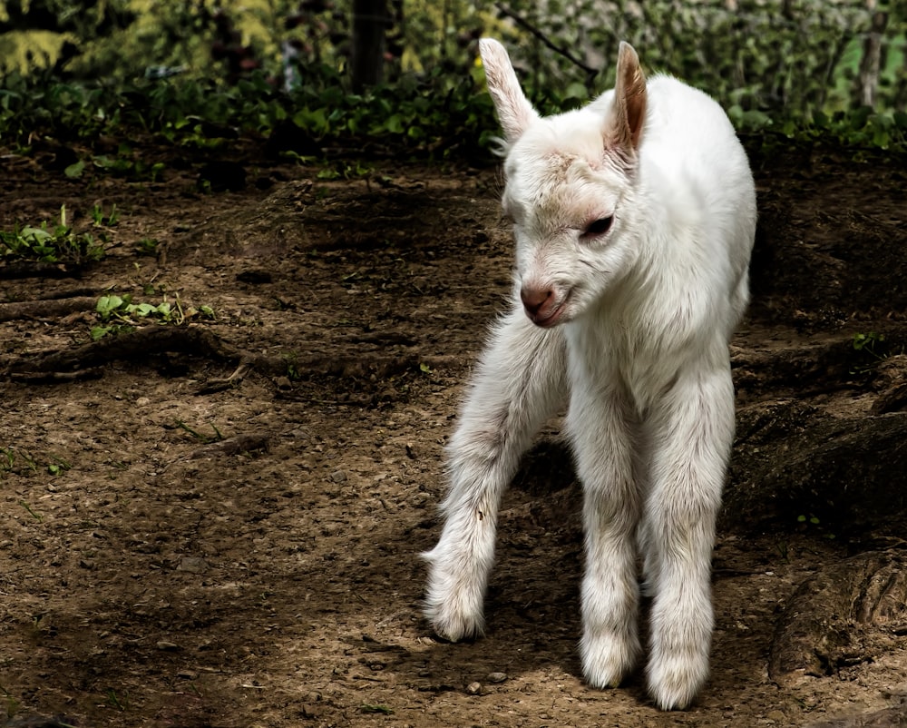 white kid goat standing on land