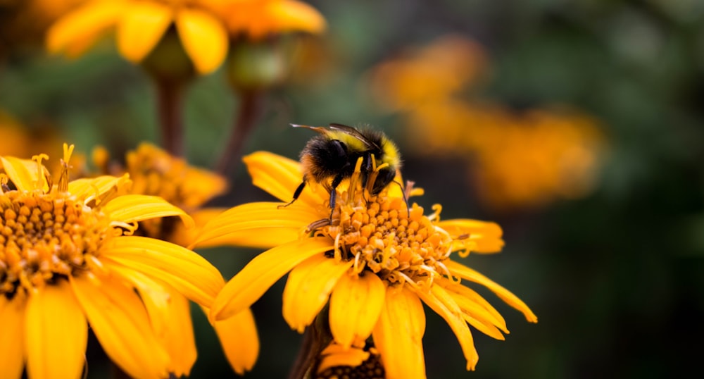 shallow focus photography of bumblebee