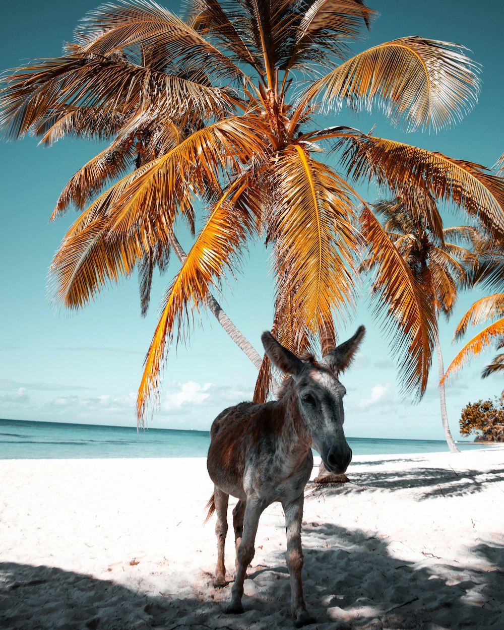 white and brown donkey on the seashore