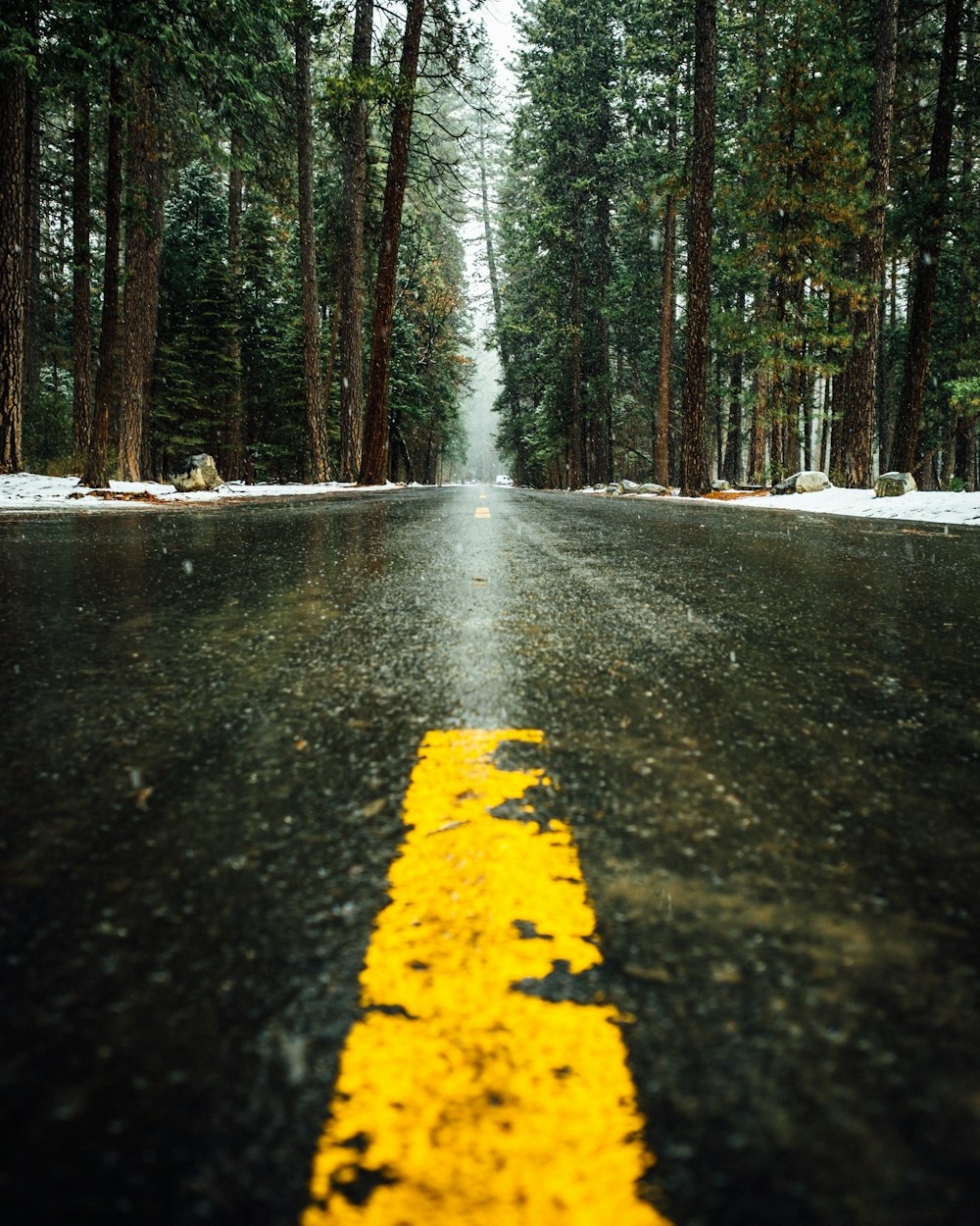 road in forest