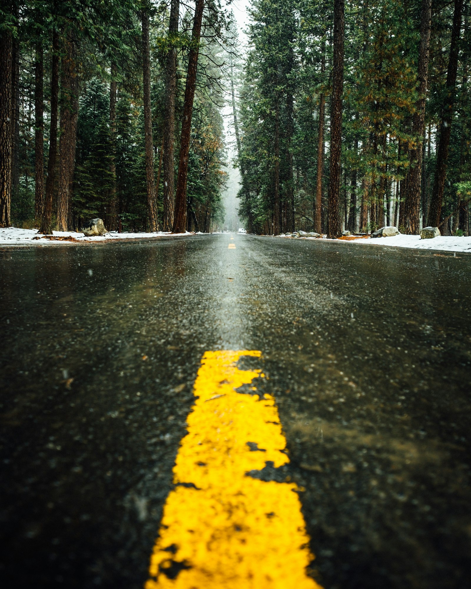 Fujifilm XF 14mm F2.8 R sample photo. Road in forest photography