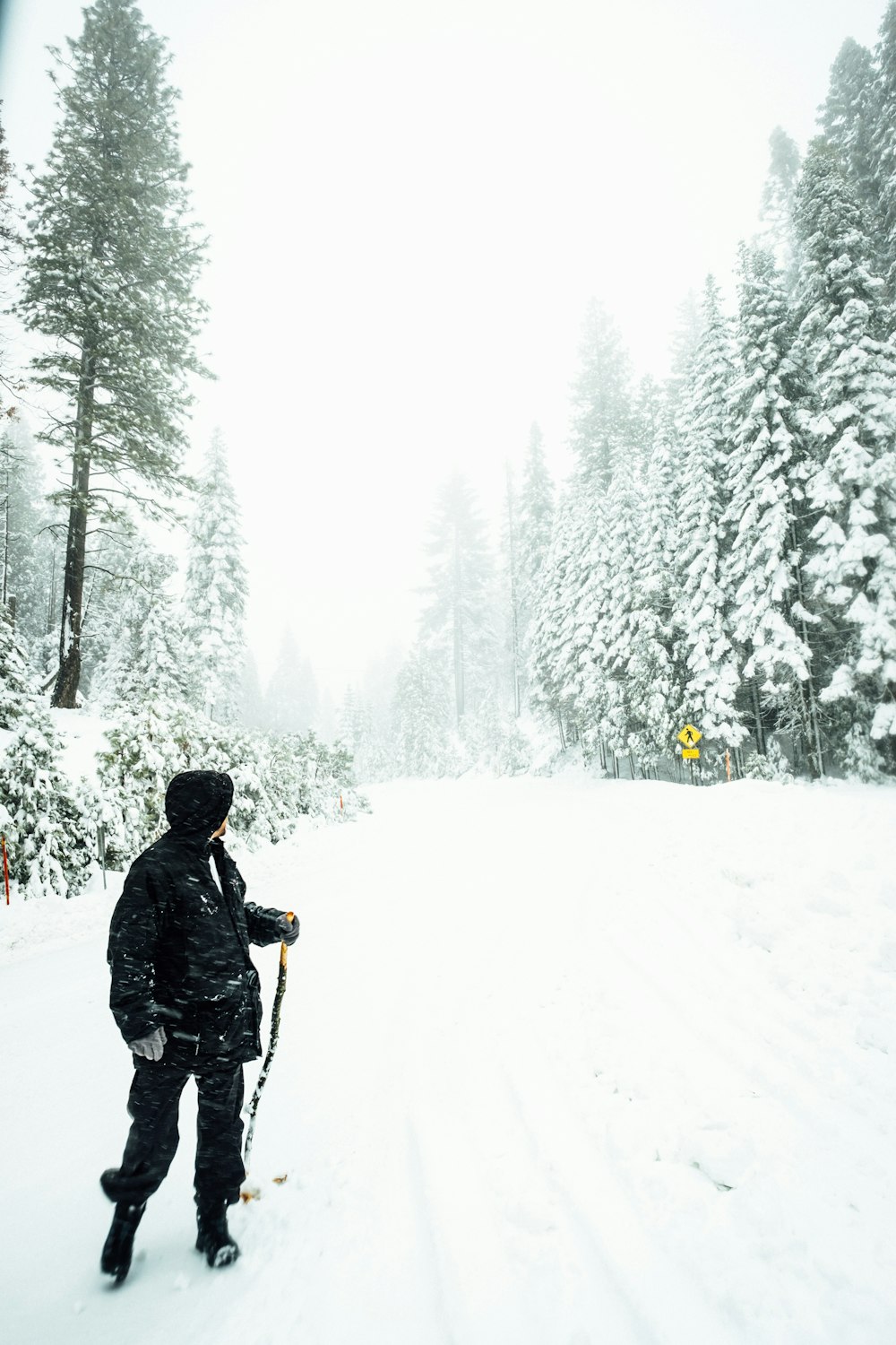 person holding black ski pole between green pine trees covered with snow during daytime