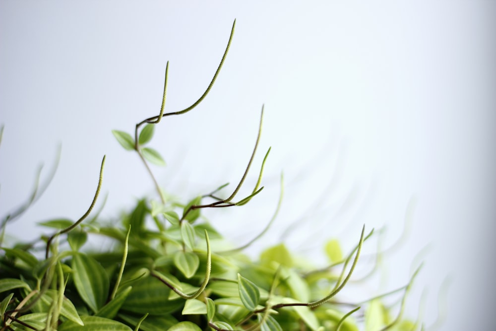 selective focus photo of green leafed plant