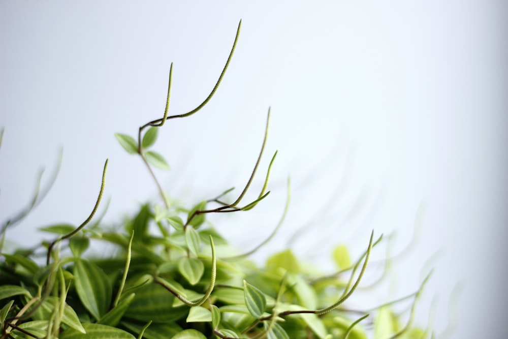 photo de mise au point sélective d’une plante à feuilles vertes