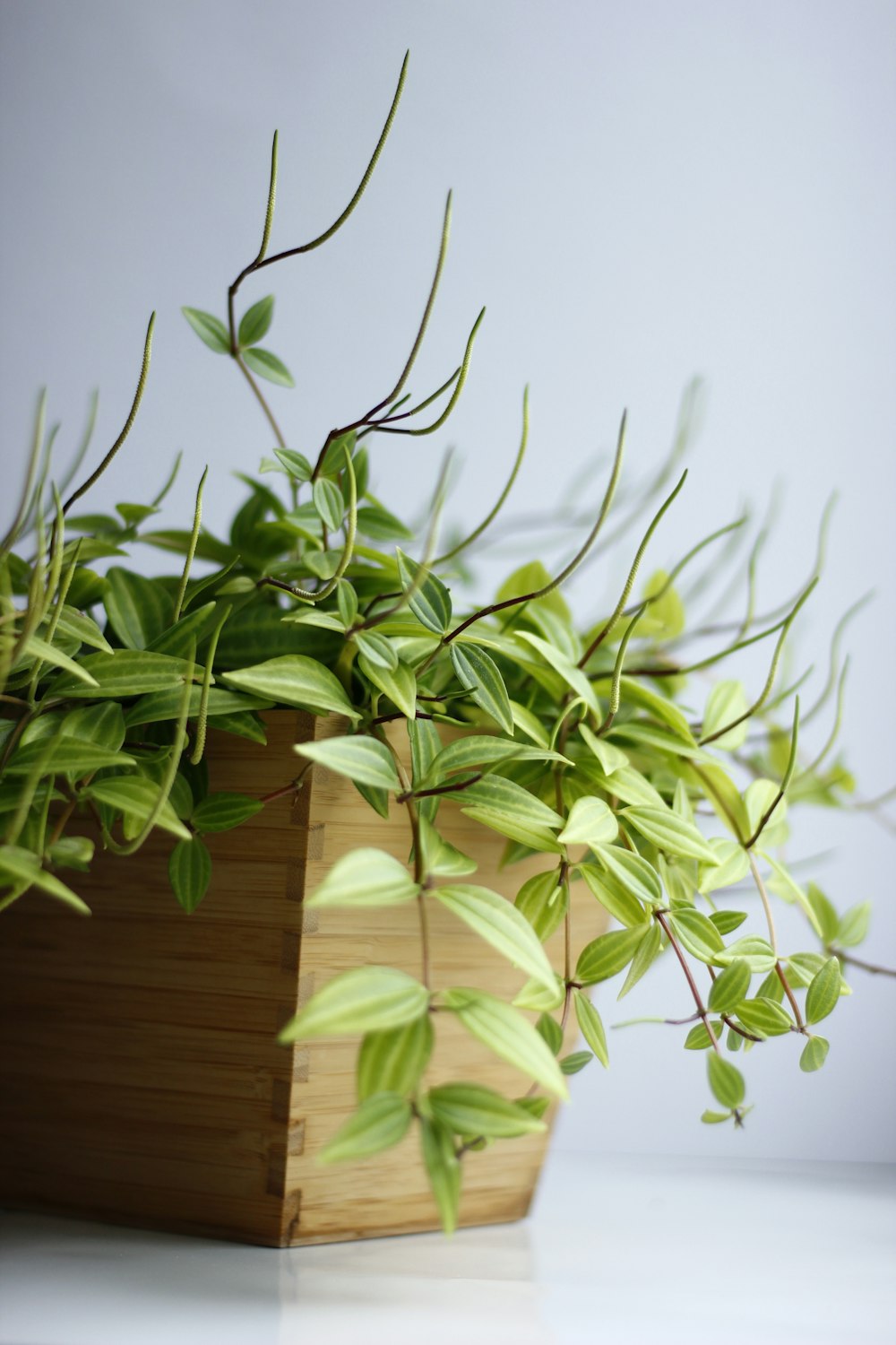 green leafed plant on brown wooden pot