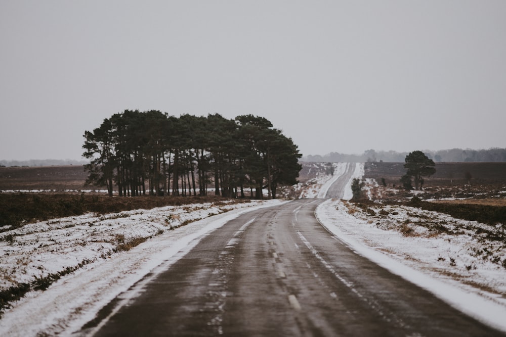 gray concrete road near treess