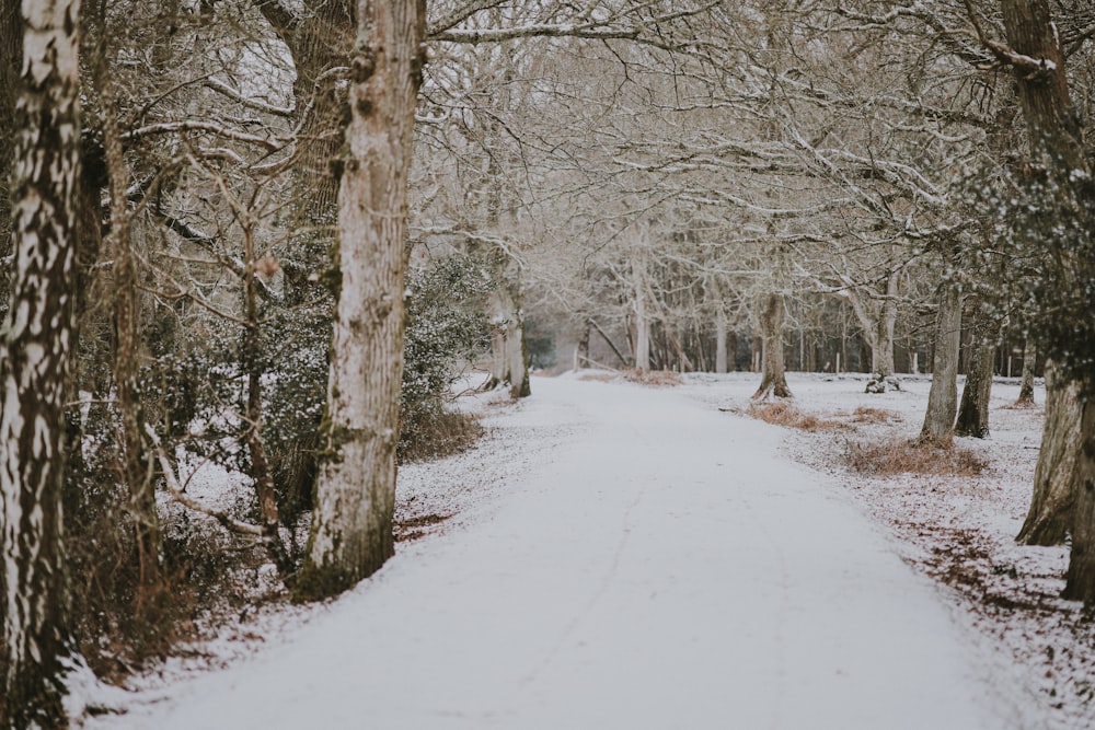 árvores nuas e caminho coberto de neve durante o dia