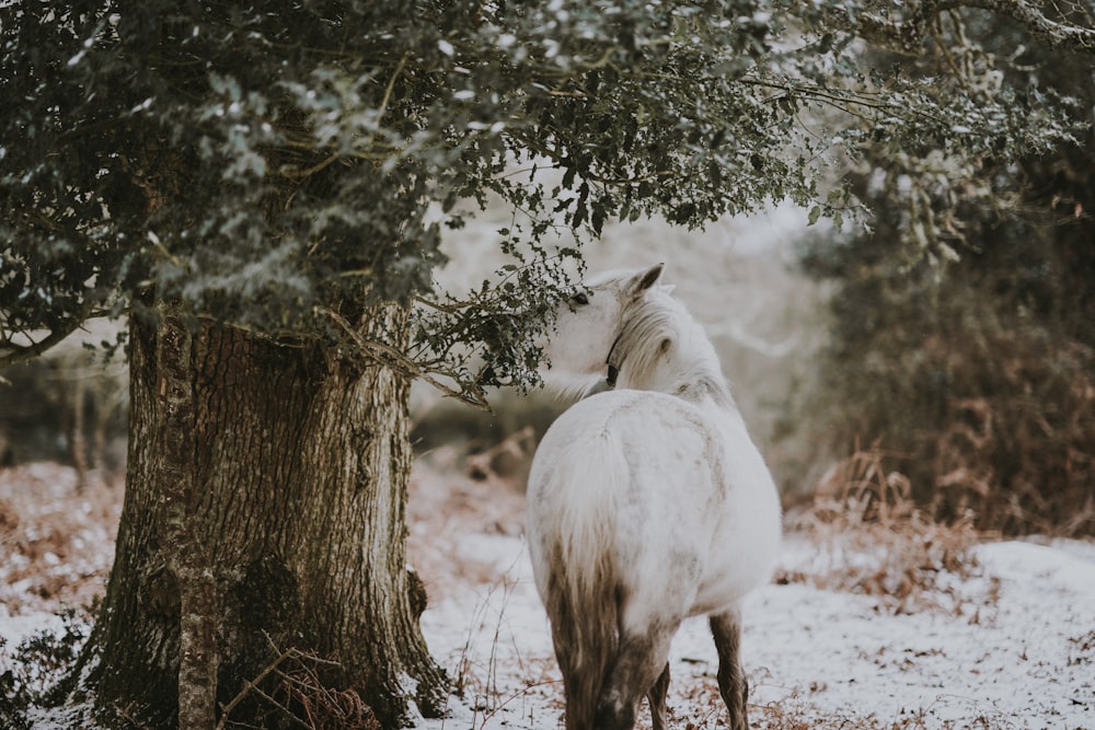 white horse under the tree