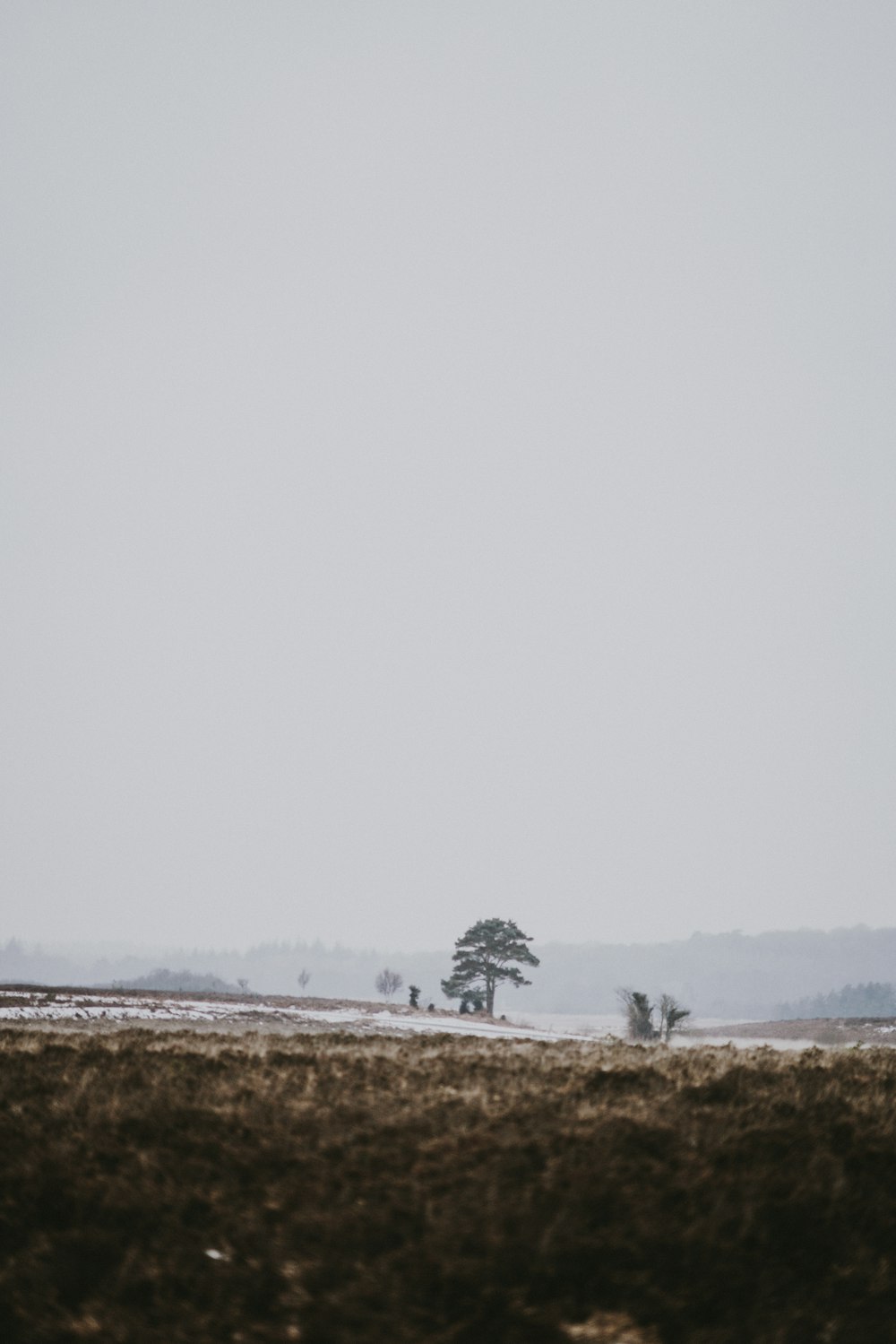 trees covered by fog