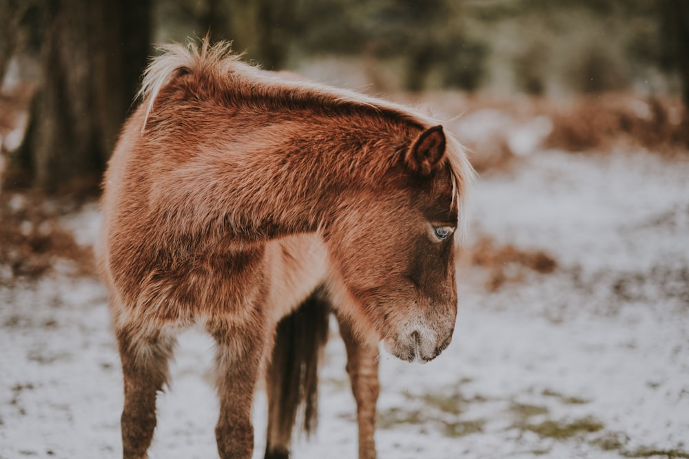 brown pony standing on ground