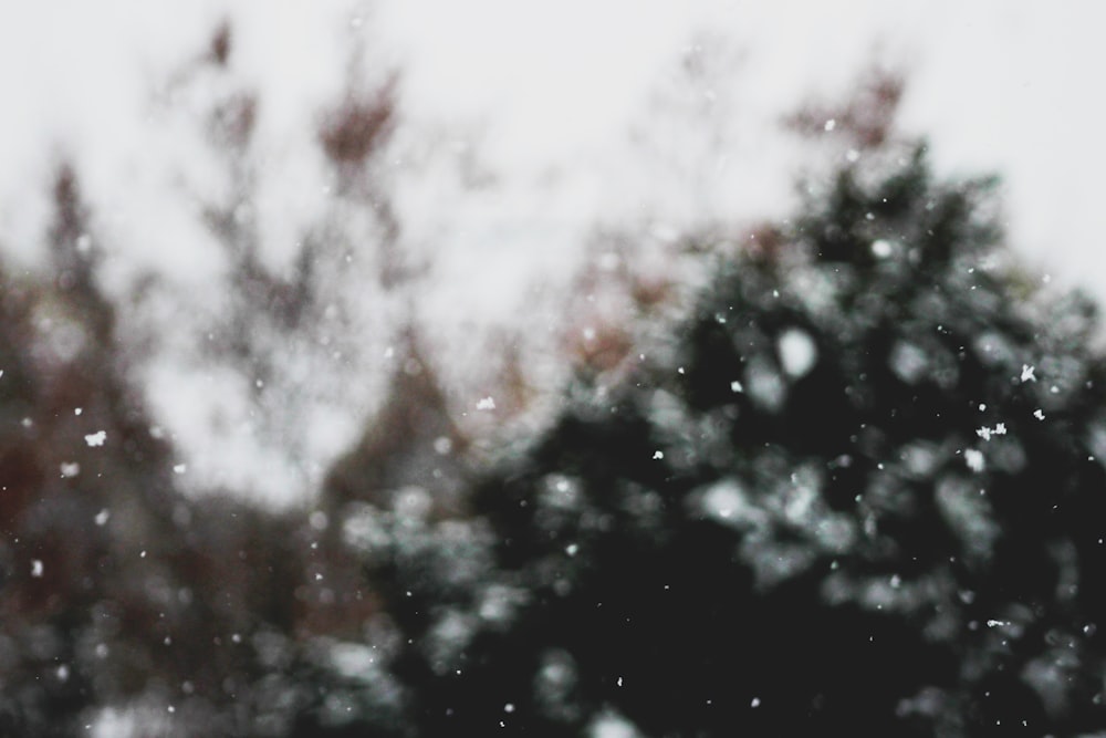 Una foto borrosa de un árbol con nieve
