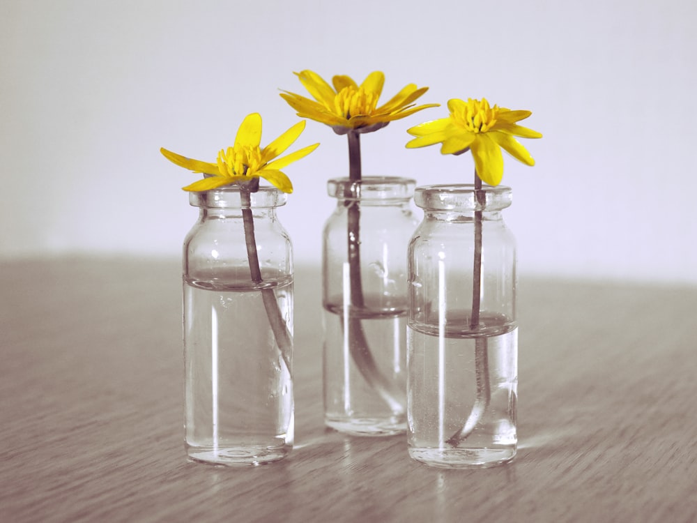 três flores de pétalas amarelas em frascos de vidro transparente