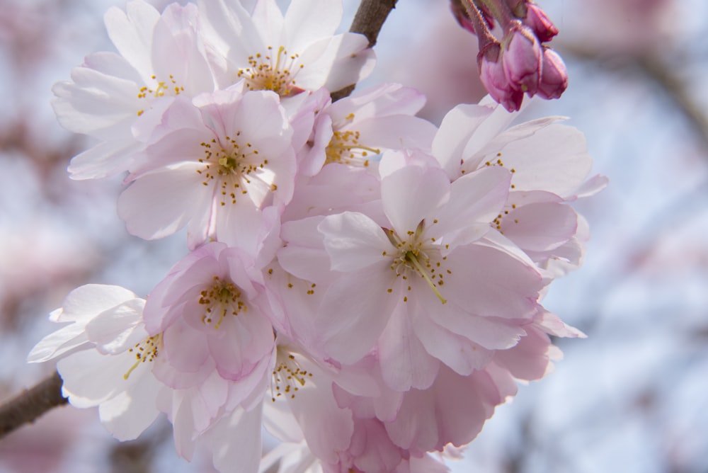 closeup photography pink petaled flowers