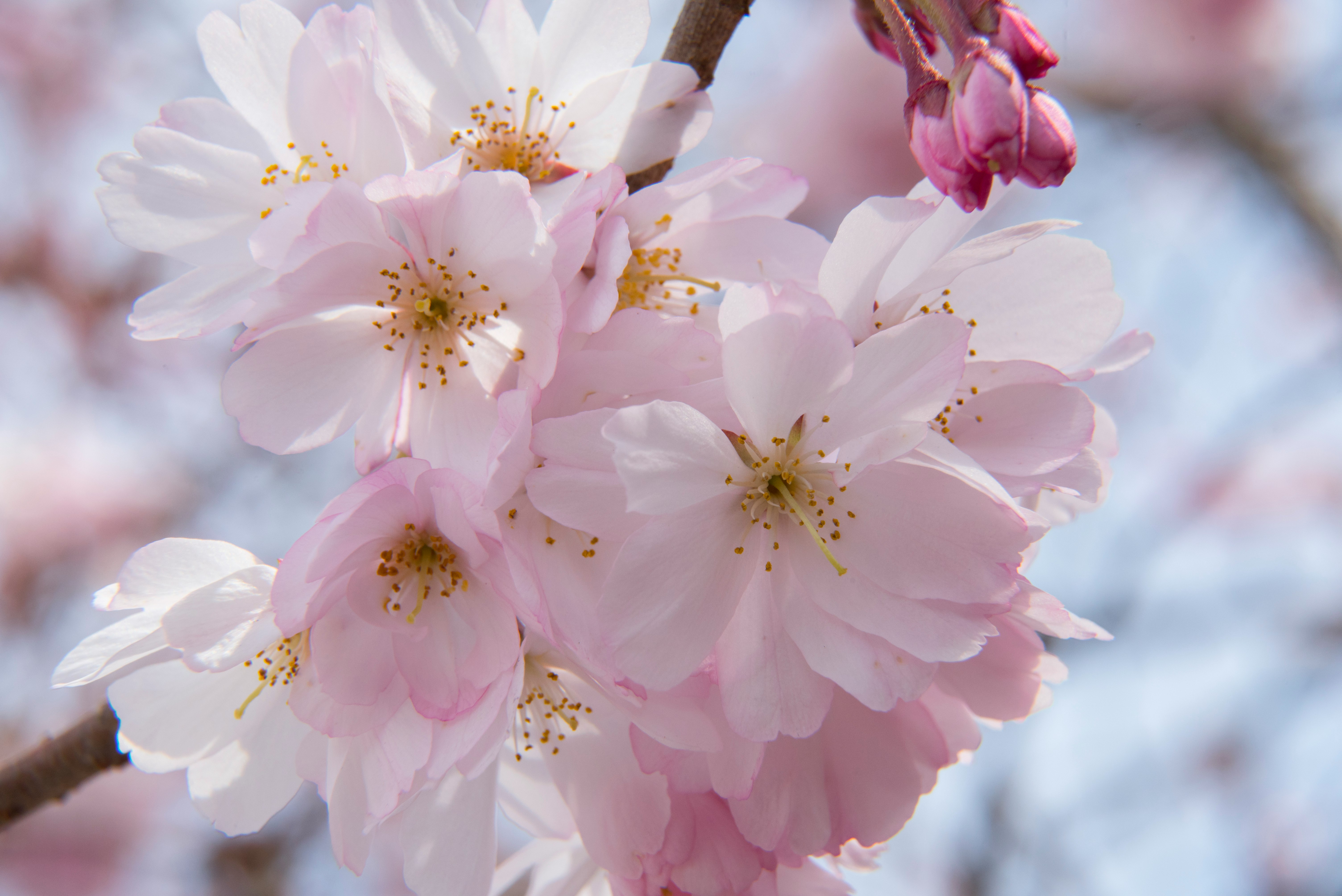 closeup photography pink petaled flowers