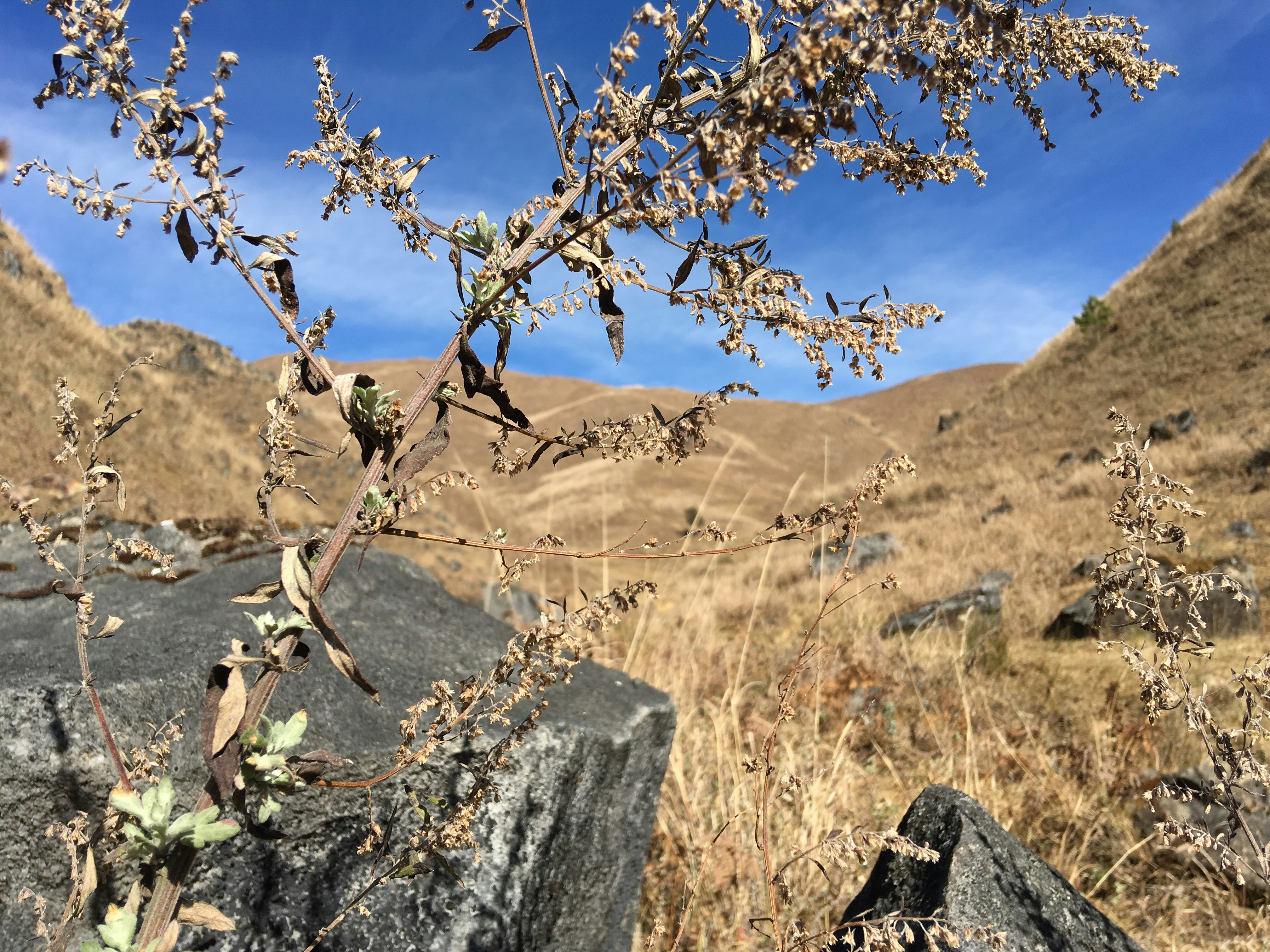 Mechuka Valley Expedition