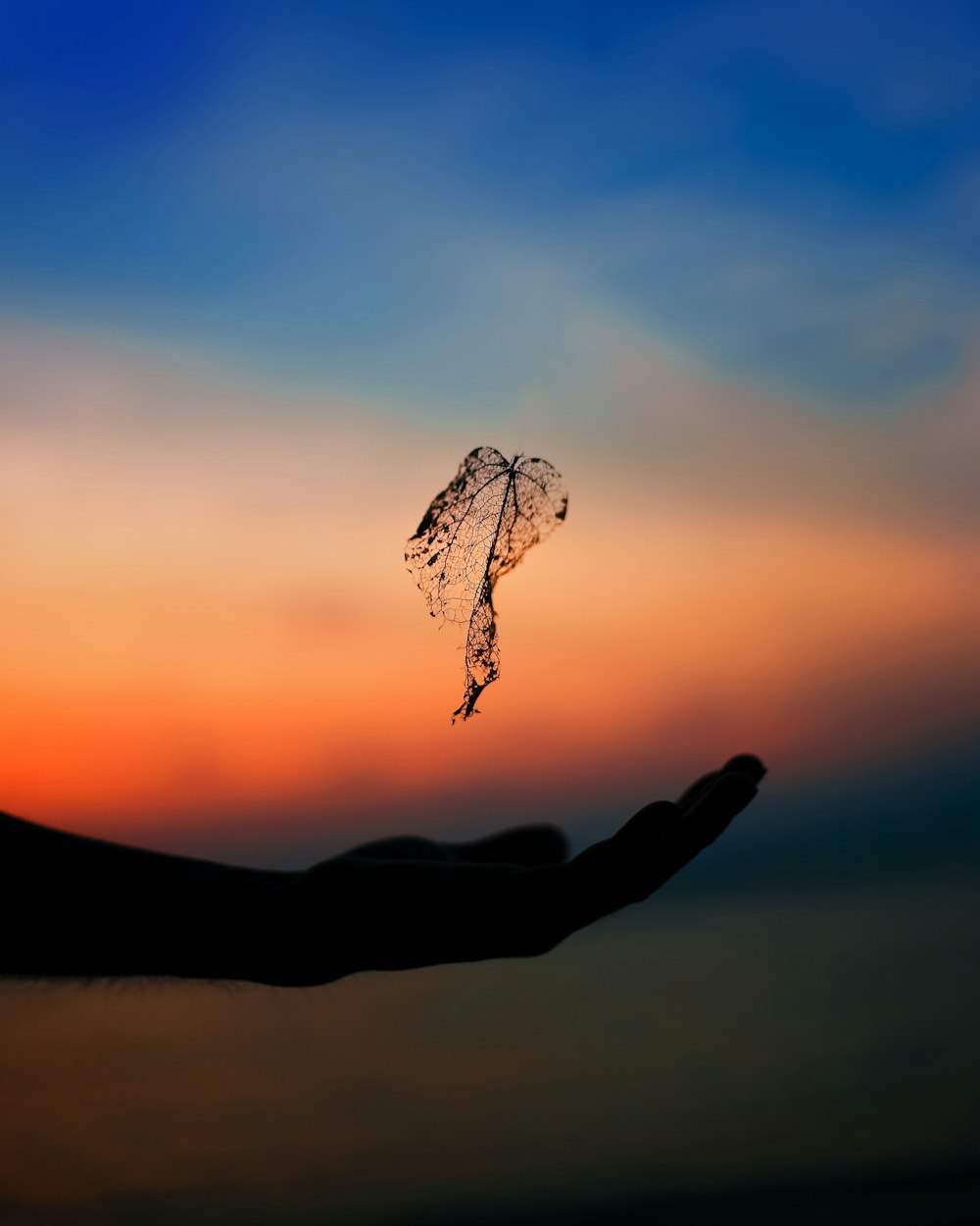 silhouette of left arm and leaf during golden hour