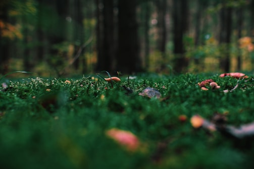 A serene forest floor covered in lush green moss and scattered with small, colorful mushrooms. The background is softly blurred, showcasing tall trees and a rich, natural ambiance.