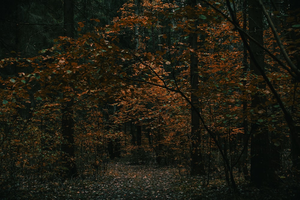 a path through a forest with lots of trees